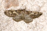 Cleorodes lichenaria