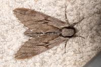 Hyloicus pinastri
