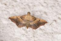 Endotricha flammealis