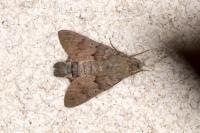 Macroglossum stellatarum