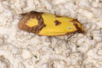 Agapeta zoegana