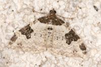 Xanthorhoe fluctuata
