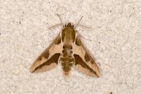 Hyles euphorbiae