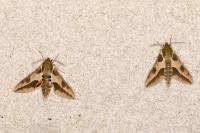 Hyles euphorbiae
