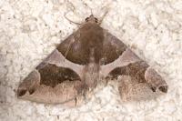 Dysgonia algira