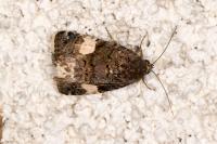 Tyta luctuosa