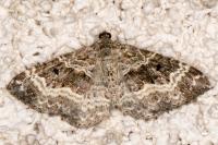 Epirrhoe alternata