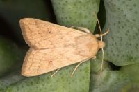 Mythimna vitellina
