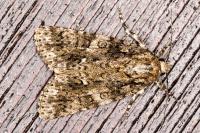Acronicta rumicis