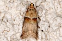Acrobasis tumidana