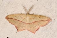 Timandra comae