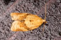 Clepsis consimilana