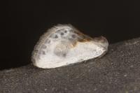Cilix