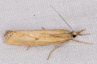 Agriphila inquinatella
