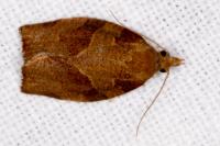 Pandemis heparana