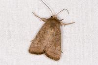 Hoplodrina ambigua