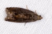 Cydia splendana