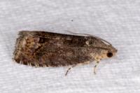 Cydia splendana