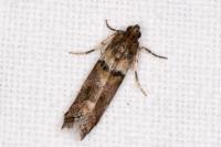 Acrobasis