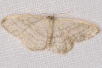 Idaea subsericeata