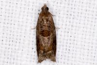 Rhopobota naevana