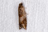 Rhopobota naevana