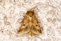 Helicoverpa armigera
