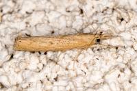 Pediasia contaminella