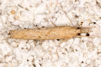 Pediasia contaminella
