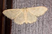 Idaea straminata
