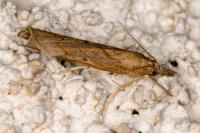 Pediasia contaminella