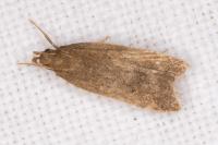 Helcystogramma lutatella