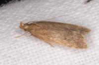 Helcystogramma lutatella
