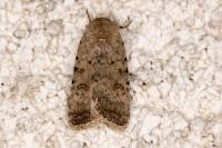 Caradrina clavipalpis