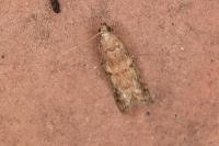Ephestia