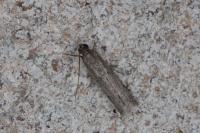 Phycitodes
