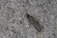 Phycitodes