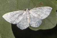 Asthena albulata