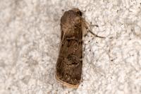 Agrotis bigramma
