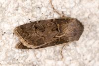 Agrotis bigramma