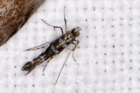 Parectopa ononidis