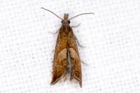 Dichrorampha