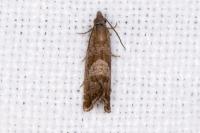 Dichrorampha