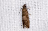 Dichrorampha