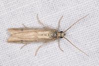 Phycitodes