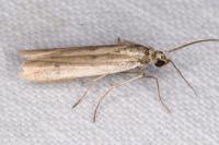 Phycitodes