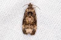 Endothenia