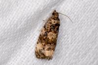 Endothenia