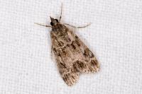 Eudonia mercurella