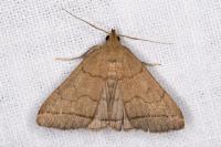 Herminia tarsipennalis